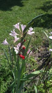 flowers 037.jpg