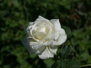 flowers for you white 11.jpg