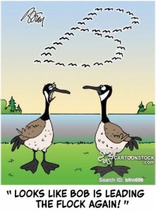 animals-migration-leader-canadian_goose-geese-flying_formations-bfrn696_low.jpg