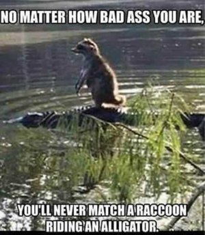 27-Funny-Animal-Memes-To-Make-You-Laugh-Till-You-Drop-26.jpg