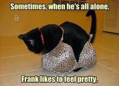 Top-10-Funny-Cat-Jokes-for-Adults-9.jpg