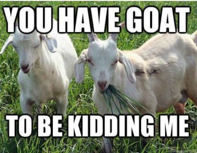 goat6.jpg