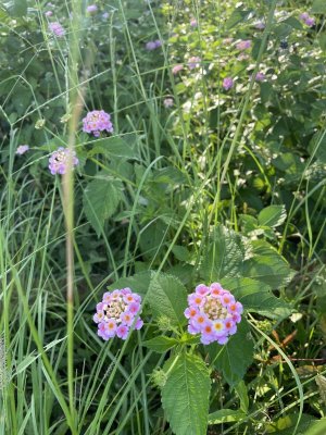 IMG_2234.jpeg