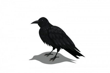 crow-animation-poses-illustration-free-vector-100708729.jpg
