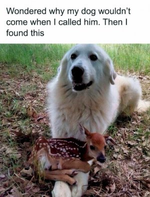 hilarious-animal-memes-1-605x793.jpg