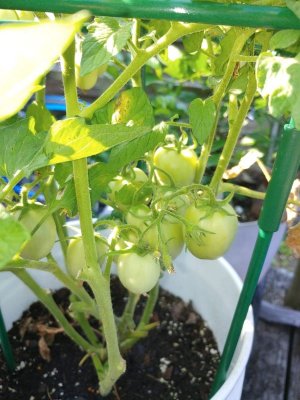 Young.Tomatoes.jpg