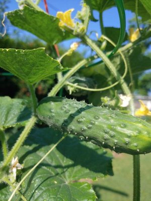 Growing.Cuke.jpg