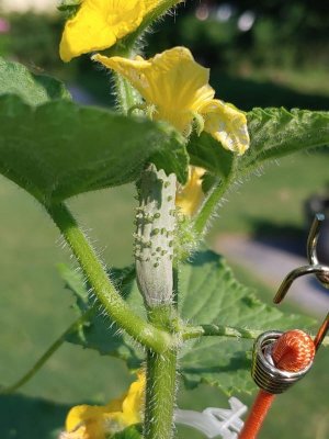 Young.Cuke.jpg