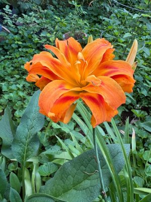 IMG_0105.jpeg