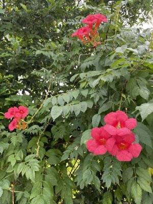 IMG_2243.jpeg