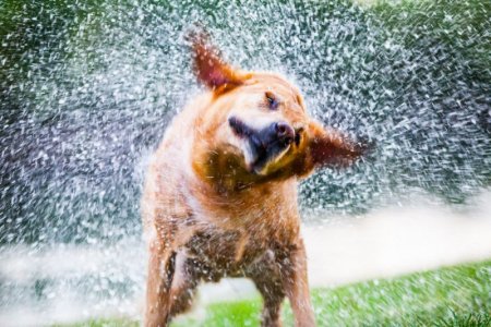 unraveling-the-mystery-why-do-dogs-shake-so-much-when-they-are-wet-1731435298091_1024-1510433...jpeg