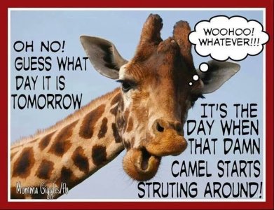 3089bf7f45021fd3db5c3fb21482fd4a--funny-jokes-too-funny.jpg