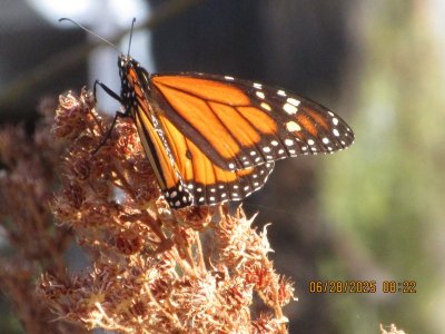 IMG_9923.JPG