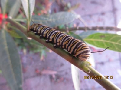 IMG_9875.JPG