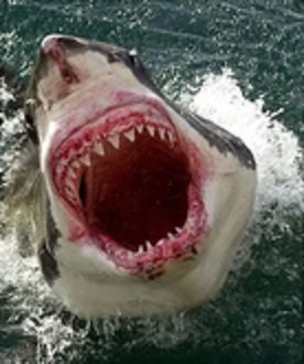 shark.jpg