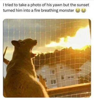 a funny bear.jpg