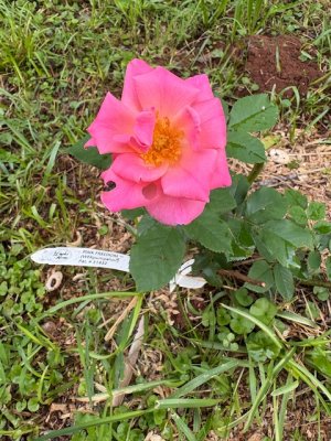 IMG_0108.jpeg