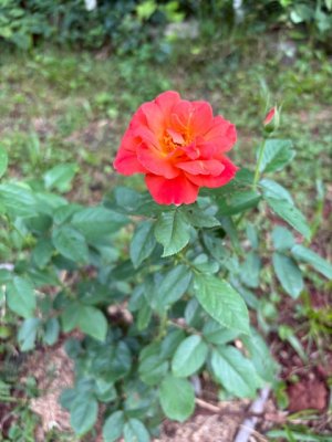 IMG_0107.jpeg