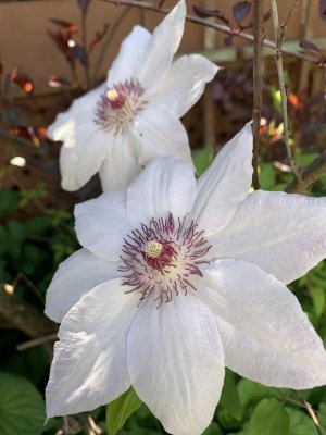 IMG_5372.jpeg