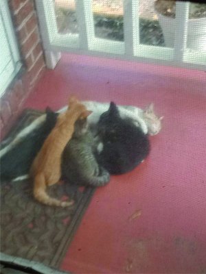 mom and kittens.jpg