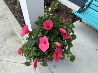 IMG_1958.jpeg