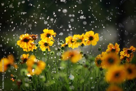 rain on daisies.jpg