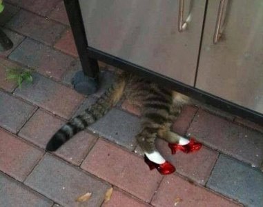 animal.jpg