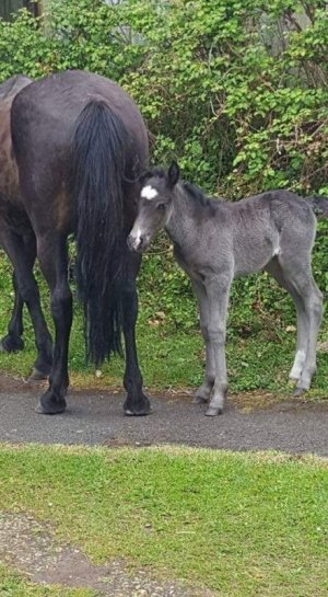 foal12.jpg