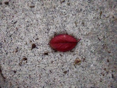 leaf lips.jpg