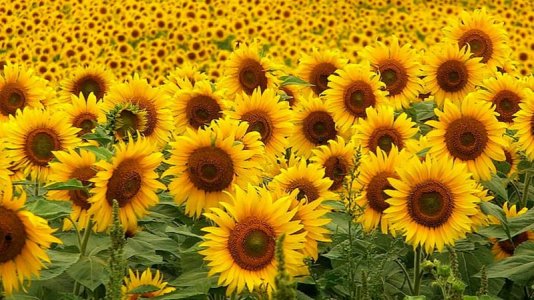 beautiful_sunflowers_field_hd_sunflower-HD-841429919.jpg