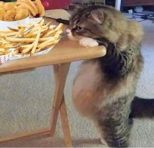 cat.jpg