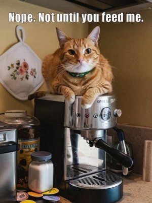NOPECAT.jpg
