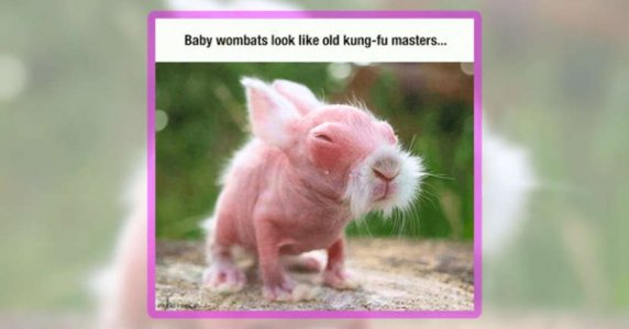WOMBAT.JPG