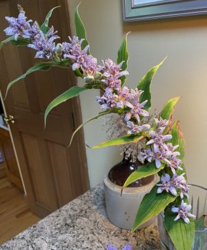 toad lily.jpg