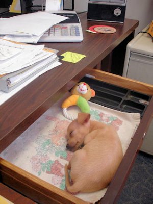 Sleepy @.jpg