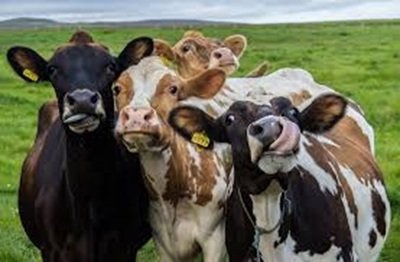 cows.jpg