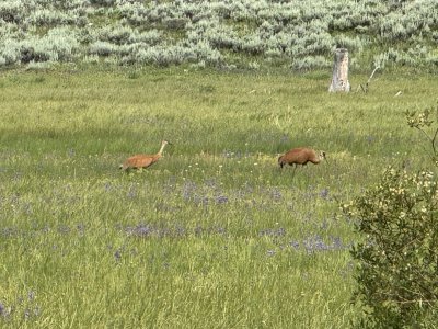 SandhillCranes.jpg