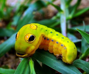 swallowtail catterpillar.jpg