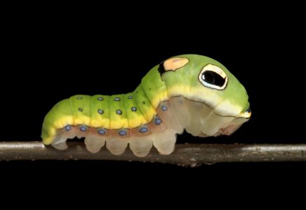 SamJaffe_SwallowtailCaterpillar-ONLY-USE-FOR-CAT-LAB-PROMOTIO.jpg
