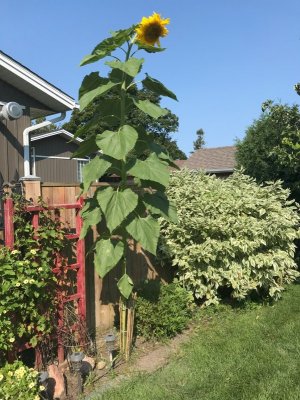 Sunflower.jpg
