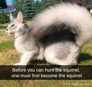 catjoke1.jpg