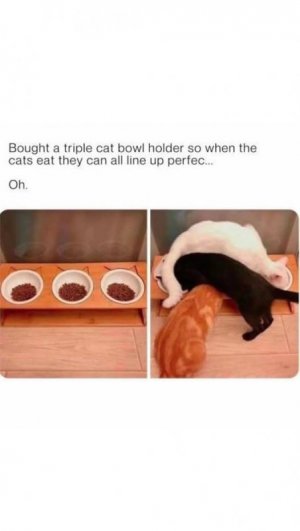 catbowls funny.jpg