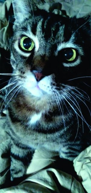 Gizmo 2.jpg