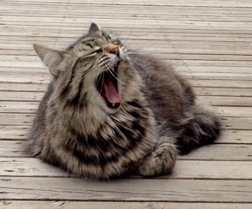 YAWN copy.jpg