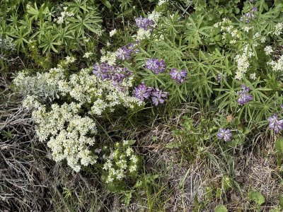 LupineandPhlox.jpg
