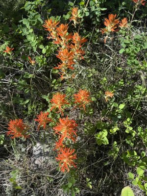IndianPaintbrush6192025 2.jpeg