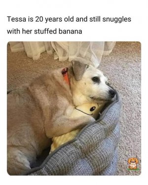 a dog snuggling.jpg