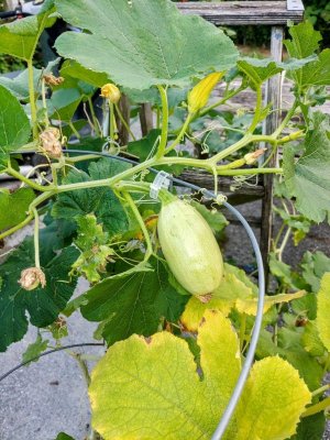 Squash.jpg