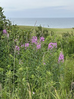 IMG_9499.jpeg