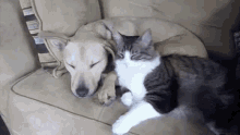 sleep-sweet-dreams.gif